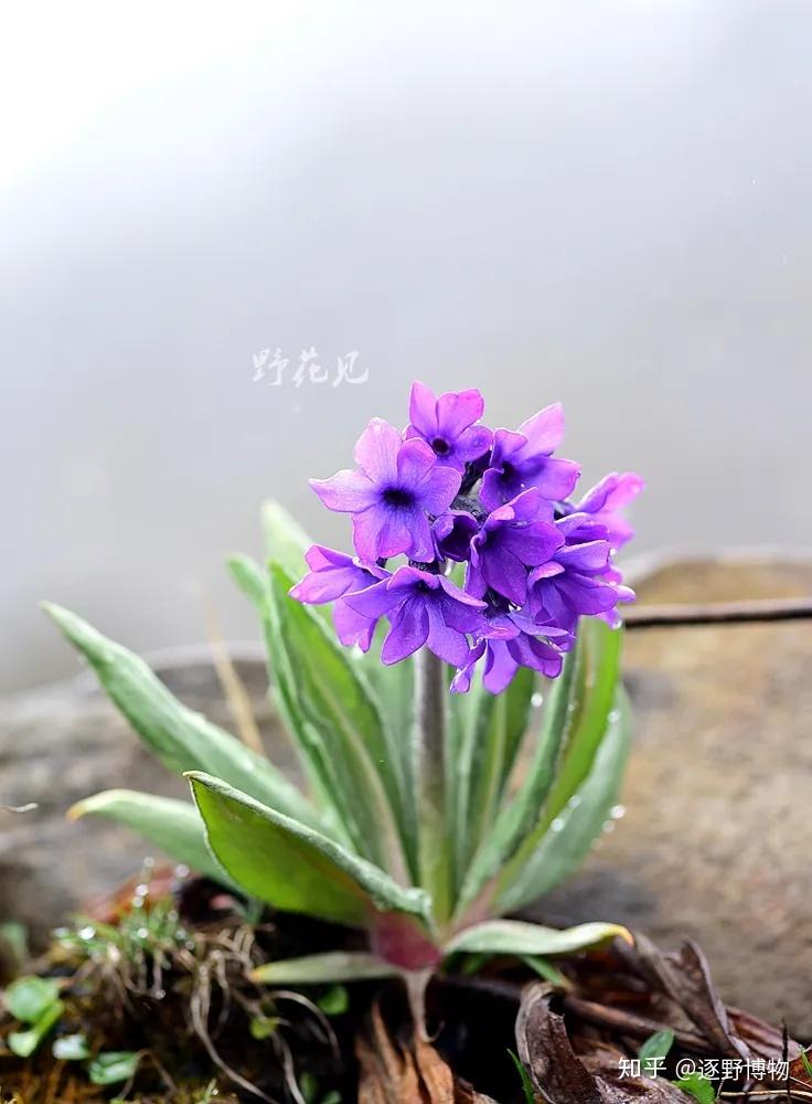 腺果杜鹃金脉鸢尾绣球藤刺芒龙胆打箭马先蒿尖被百合大金紫堇本文作者