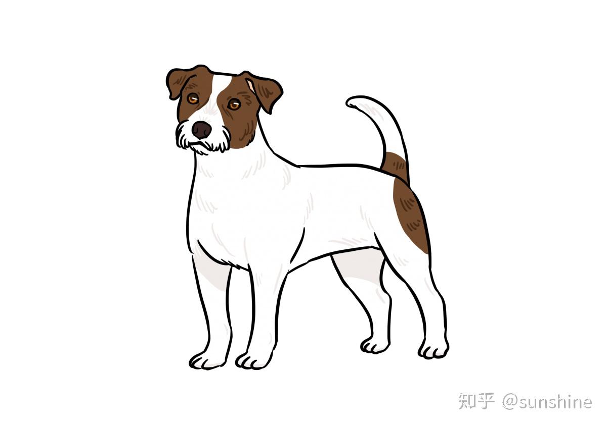 小型犬品种大全带名字图片 - 知乎