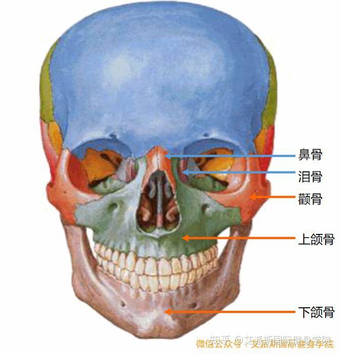 下图为从颅前面观颅骨包括:脑颅骨,面颅骨,听小骨