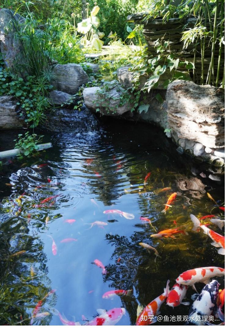养锦鲤和鱼池过滤的误区,对照一下你有没有踩雷(上篇)