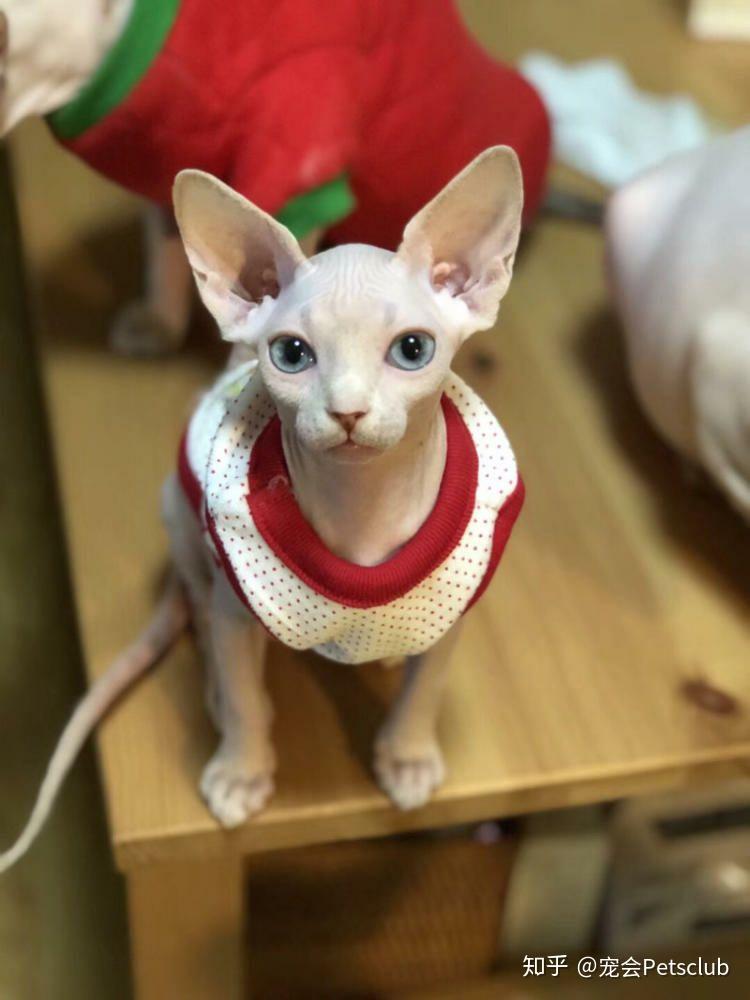 霍比特法老王怎么会有这样的猫