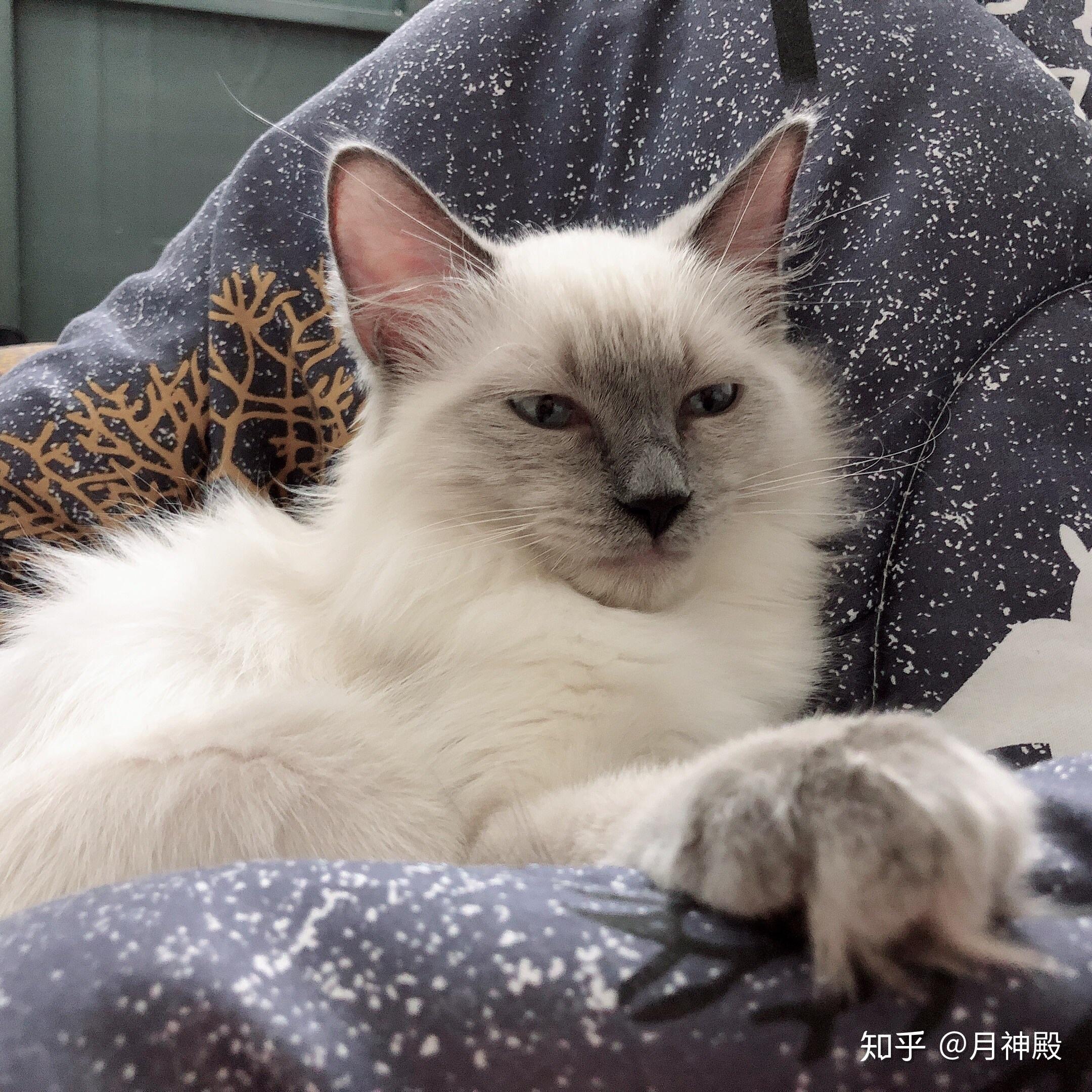 布偶猫能丑到什么程度
