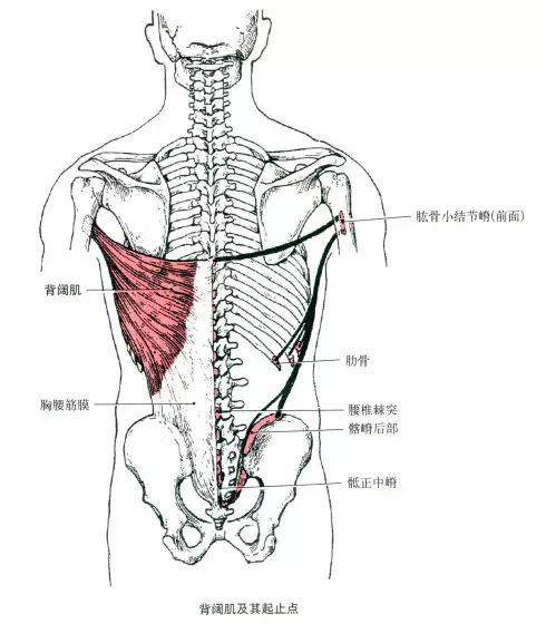 一,人體肌肉