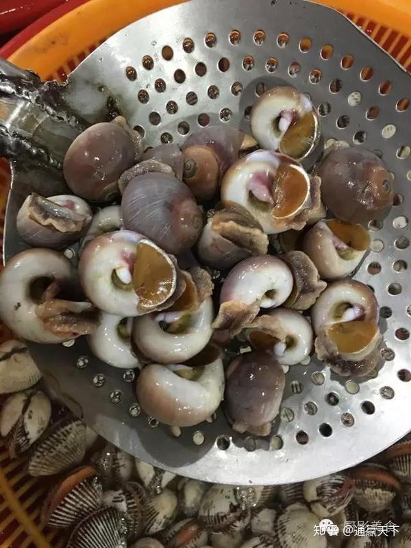 著名螺类食材大全，你吃过几种呢？ - 知乎