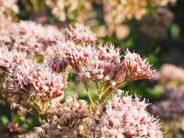 10种喜阴又耐寒的植物再冷也陪你顺利过冬