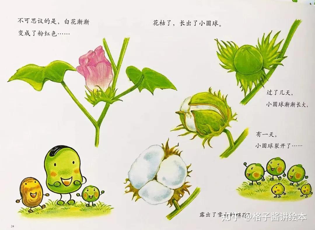 蚕豆生长过程卡通图片