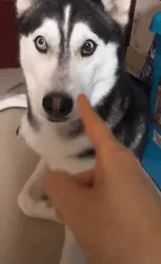 动图