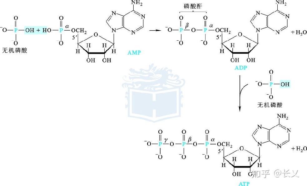 核糖核苷的磷酸酯为核糖核苷酸,脱氧核苷的磷酸酯为脱氧核苷酸