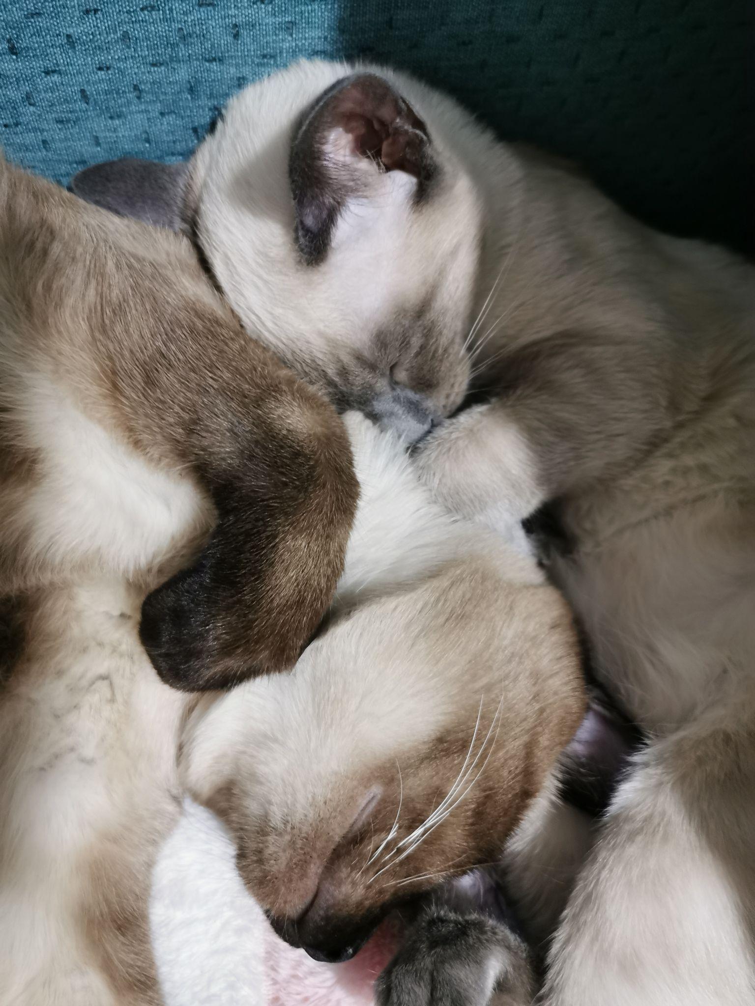 记录暹罗小宝绝育加肠胃炎治疗