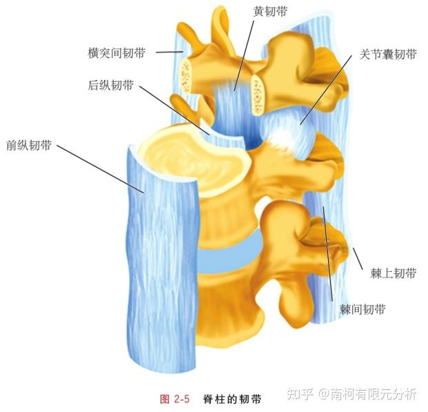 人体脊柱生物力学特性 - 知乎