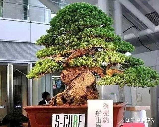 天价!天价!名贵植物排行,令人大开眼界-名贵植物图片