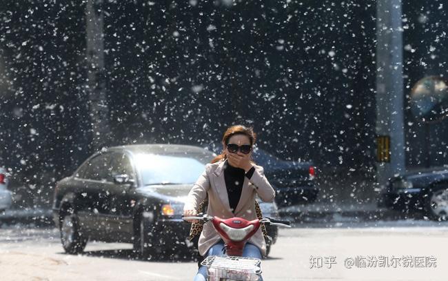 又是一年春来到,本该出门享受春光的美好,可满天飘扬的杨树毛絮有木有