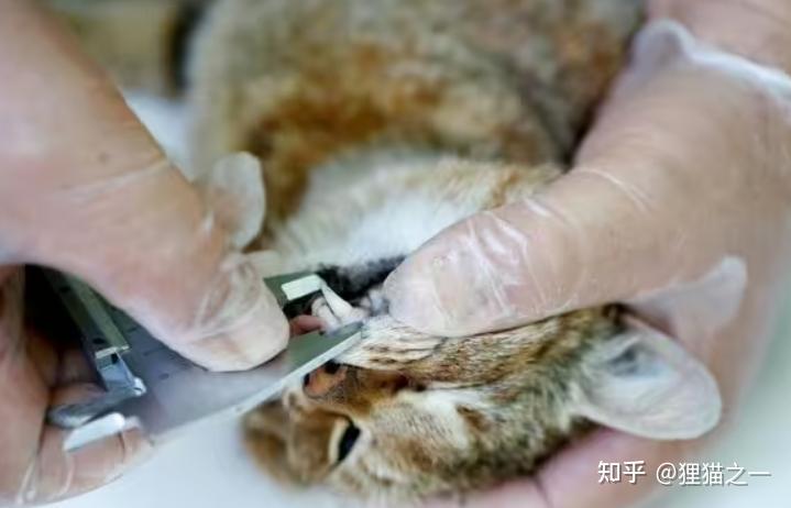 地中海人传说中猎杀山羊的“猫狐”,科学家:遗传学证明真实存在 - 知乎