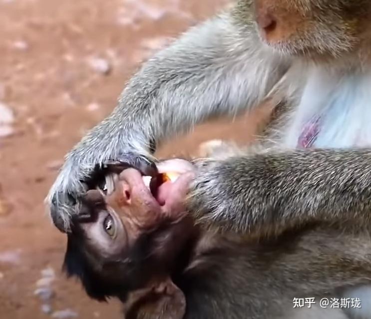 大猴子为了抢劫完整,有时候会使劲撕扯小猴子嘴唇检查食囊