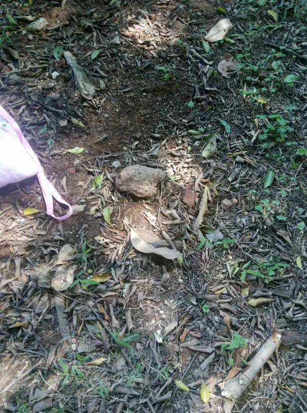 养刺猬到生病死亡