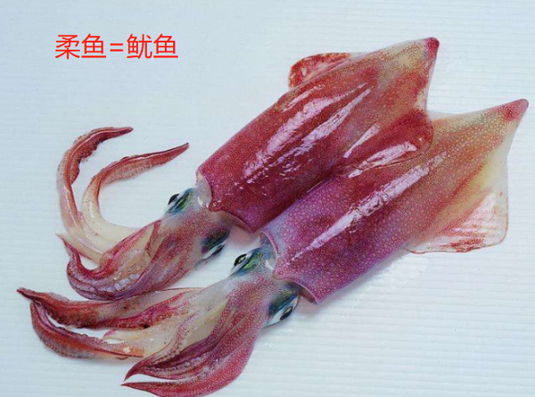 鱿鱼,章鱼,墨鱼,八爪鱼,乌贼傻傻分不清楚?一文教你记住它们