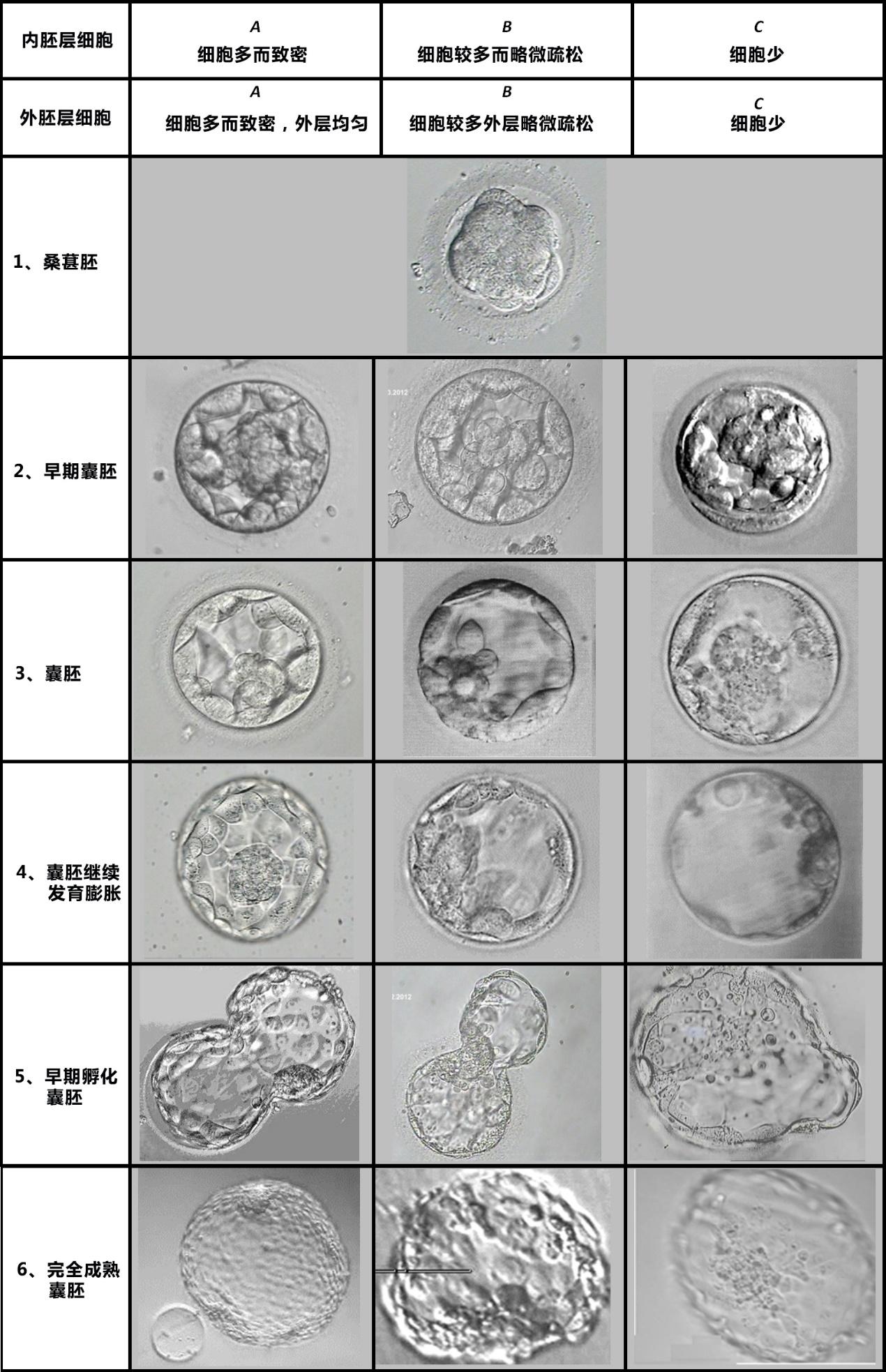 胚胎图片素材-编号23692164-图行天下