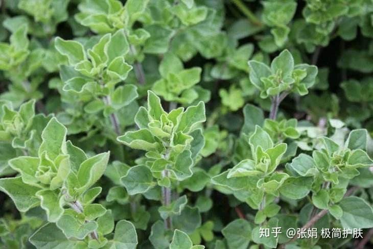 甜马郁兰这是安抚身心温暖抚慰的好手