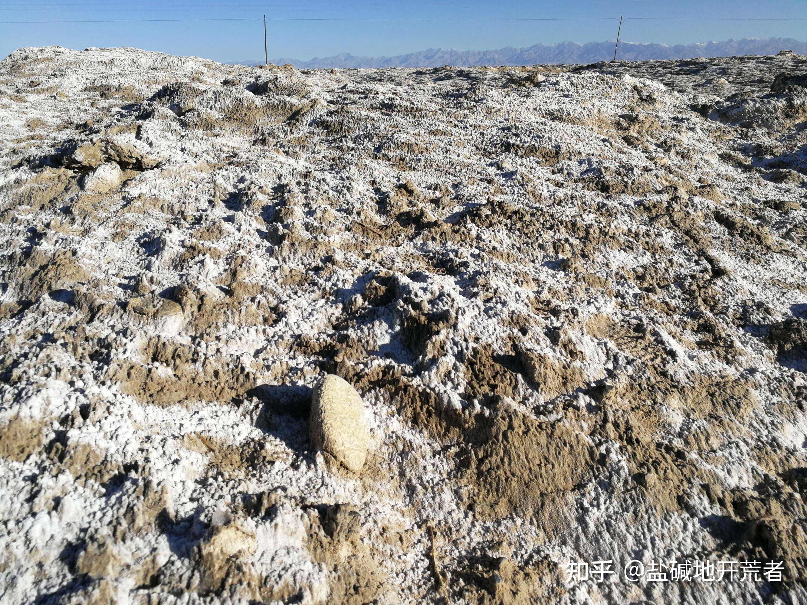 北方盐碱地适合种什么果树,哪些果树喜欢碱性土壤,什么果树不怕盐碱地 ? - 知乎