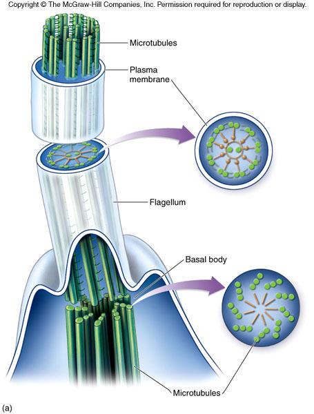 musclesystem图片