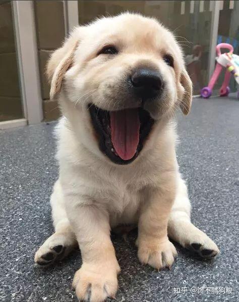 怎么看小狗是不是好狗 v2-a761490f1dcb7aeacf0b8089e28709e9_r.jpg