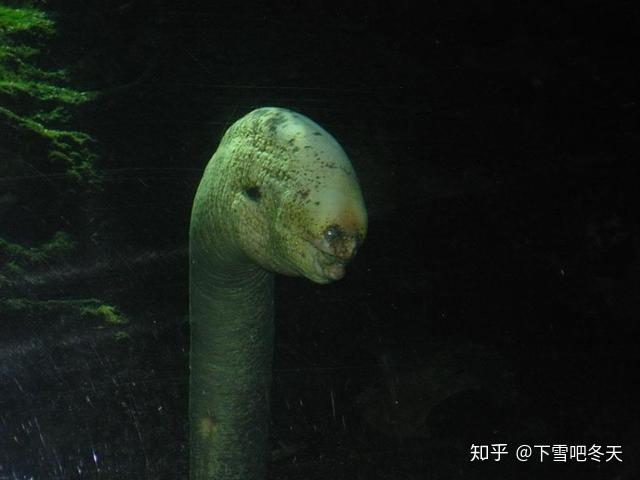 奇怪的是深海鳗鱼看起来像美洲驼并且生活在水下500m至3000m之间