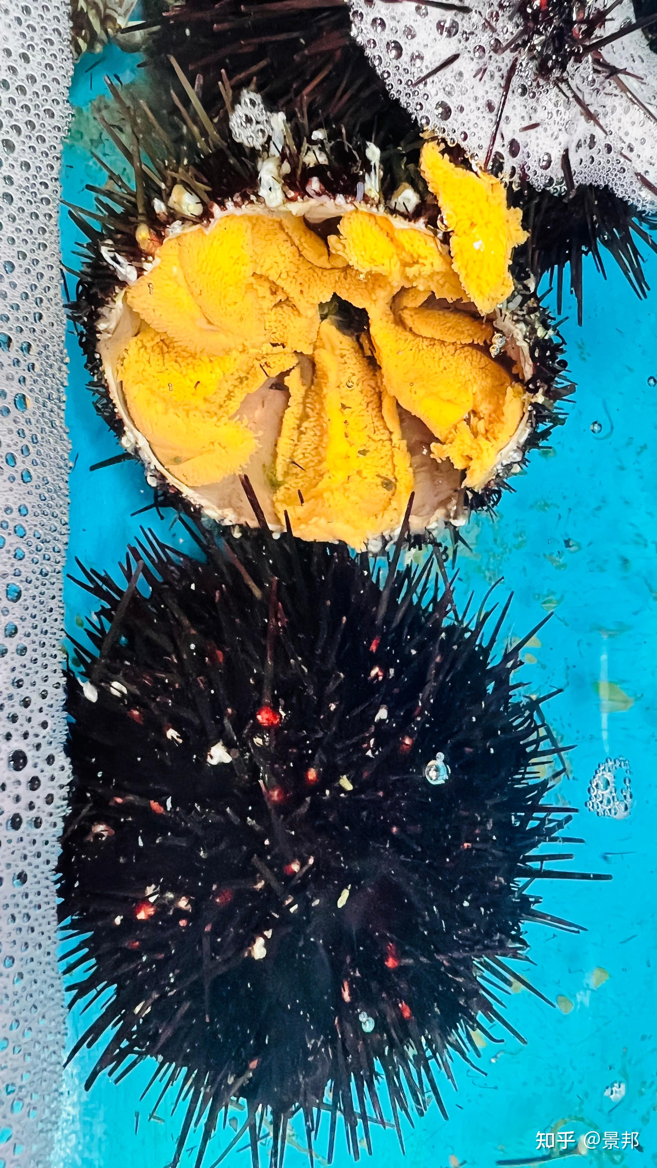 大连海胆季到了,海胆最肥美的季节