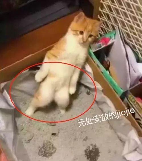 一万种猫咪乱尿的原因你只需了解这4种 知乎