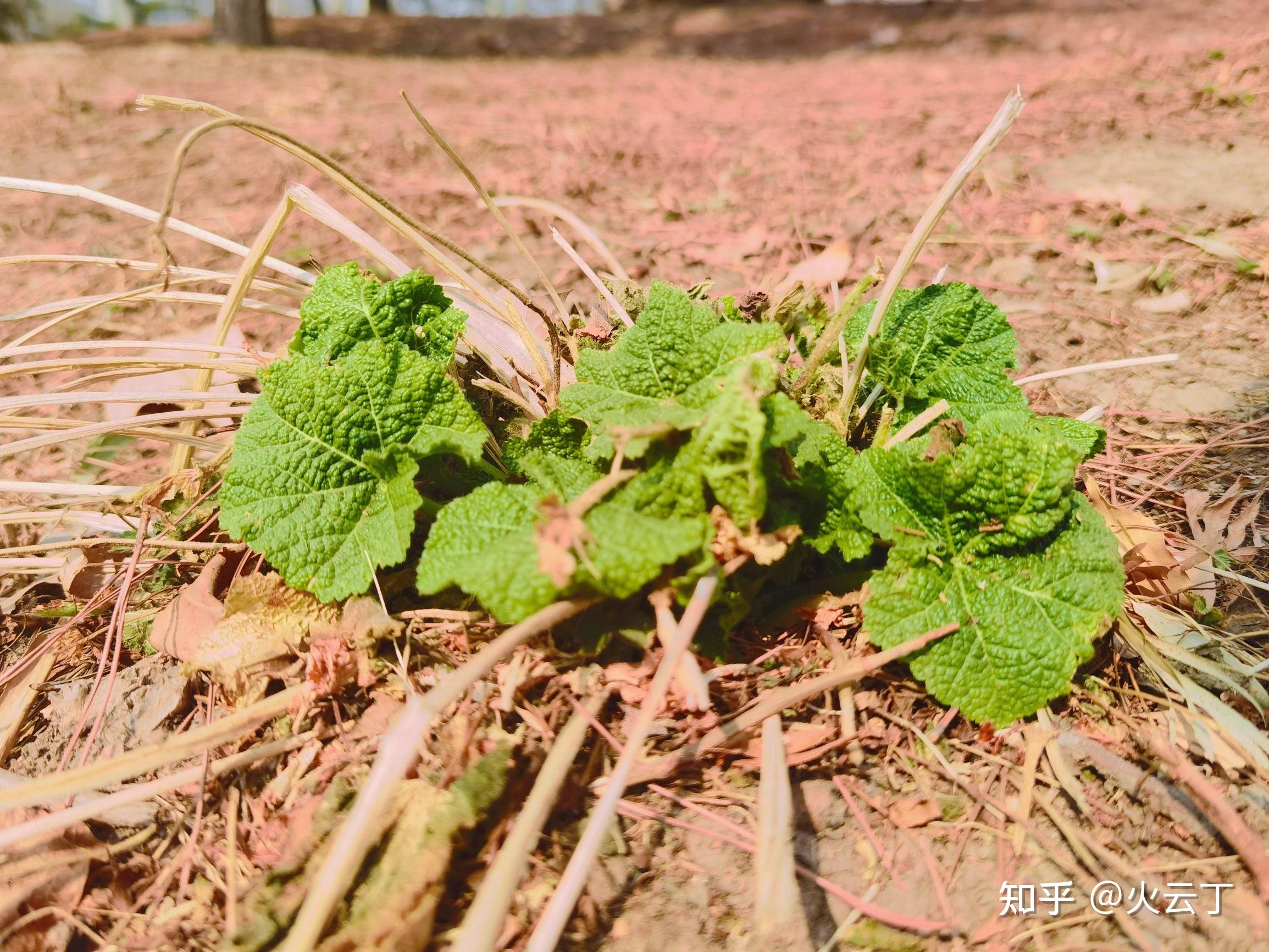 春的萌芽 - 知乎