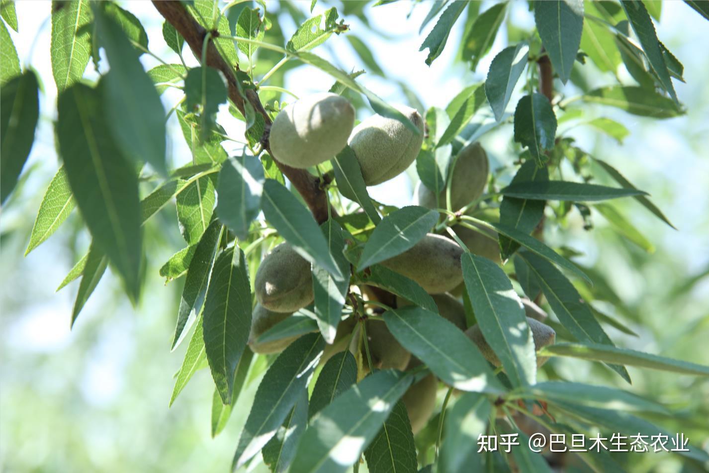 巴旦木是桃仁还是杏仁,怎么去区分巴旦木 - 知乎