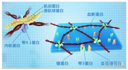 细胞膜的主要成分:膜脂质   膜蛋白膜脂质磷脂:甘油磷脂:磷脂酰胆碱