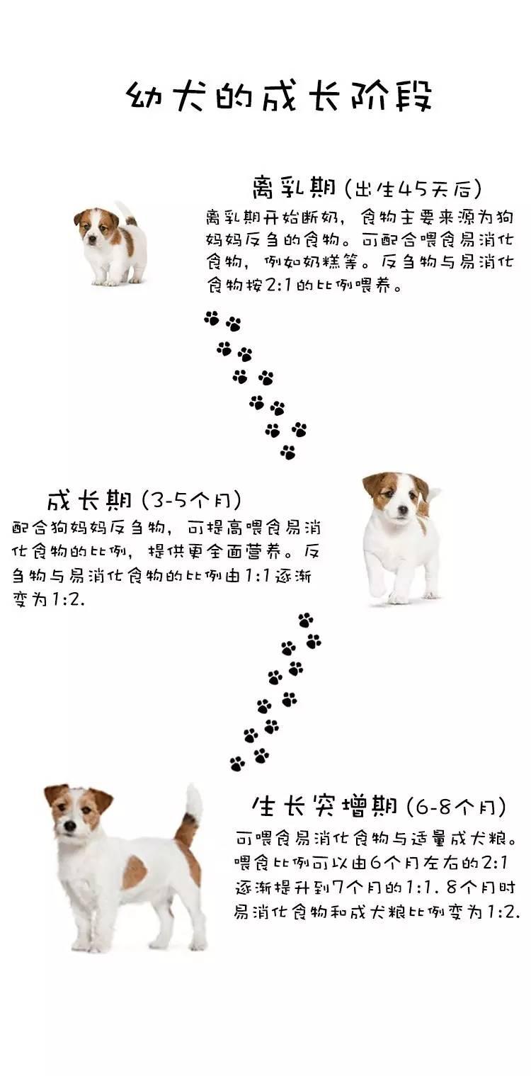 幼犬成长一般分为3个阶段,小面条1