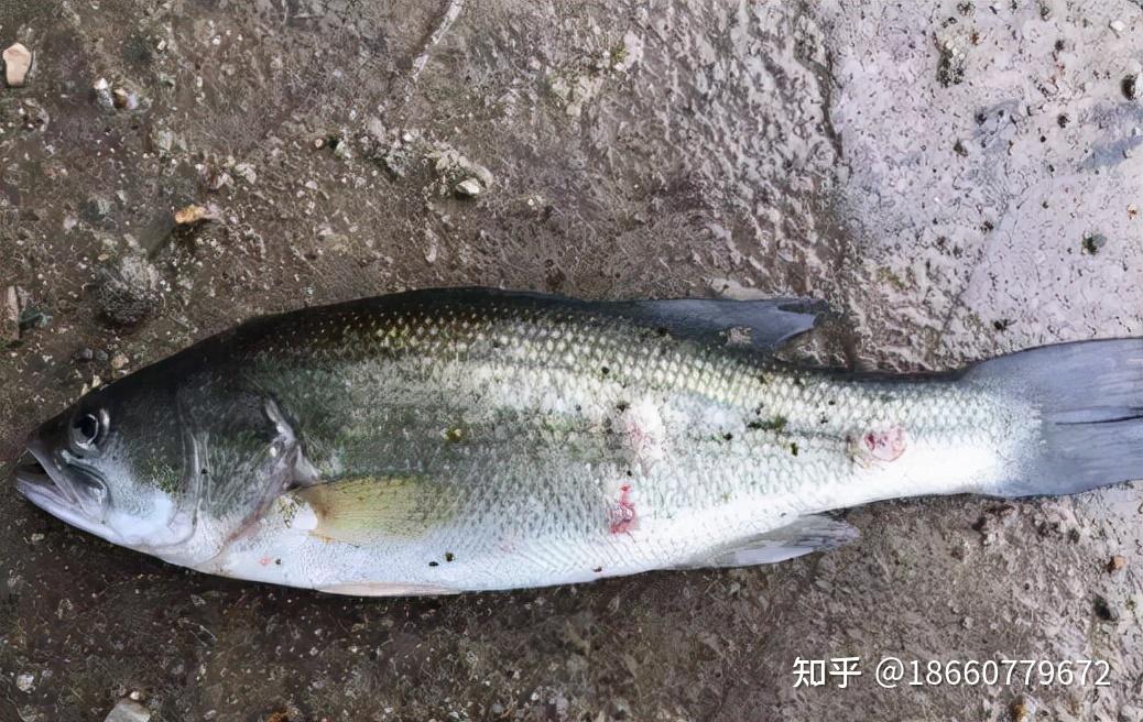 车轮虫怎么处理