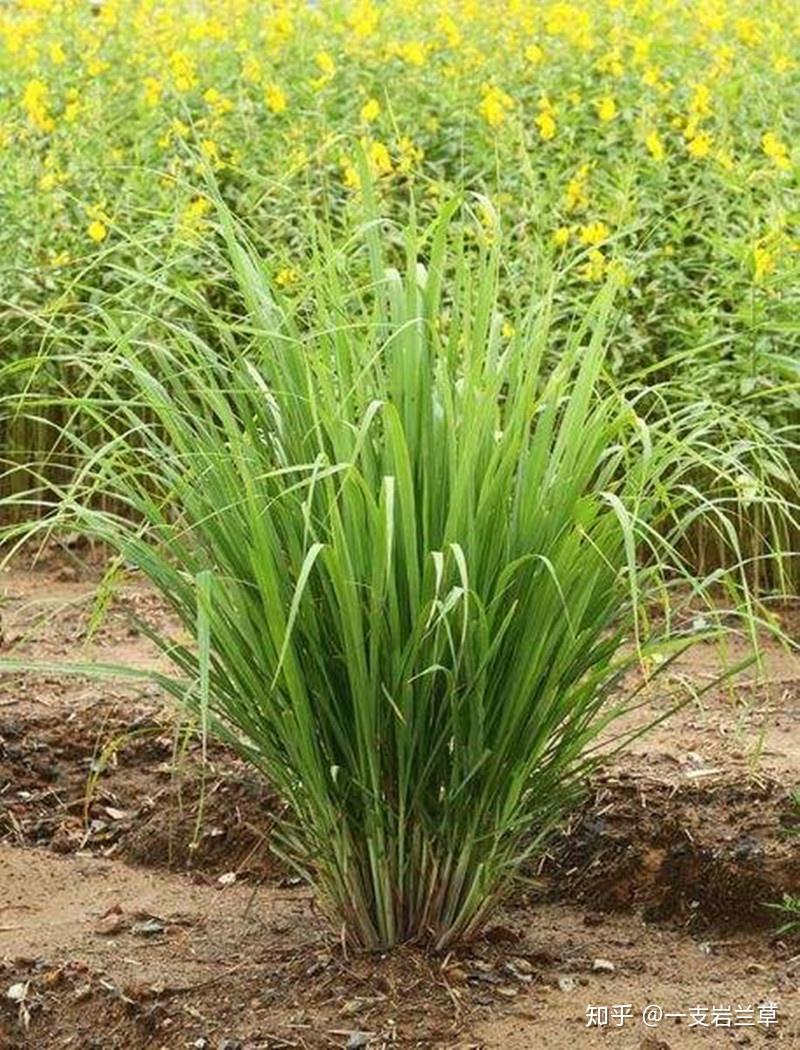 功效多元价格便宜有平民乳香之称的柠檬香茅柠檬草精油