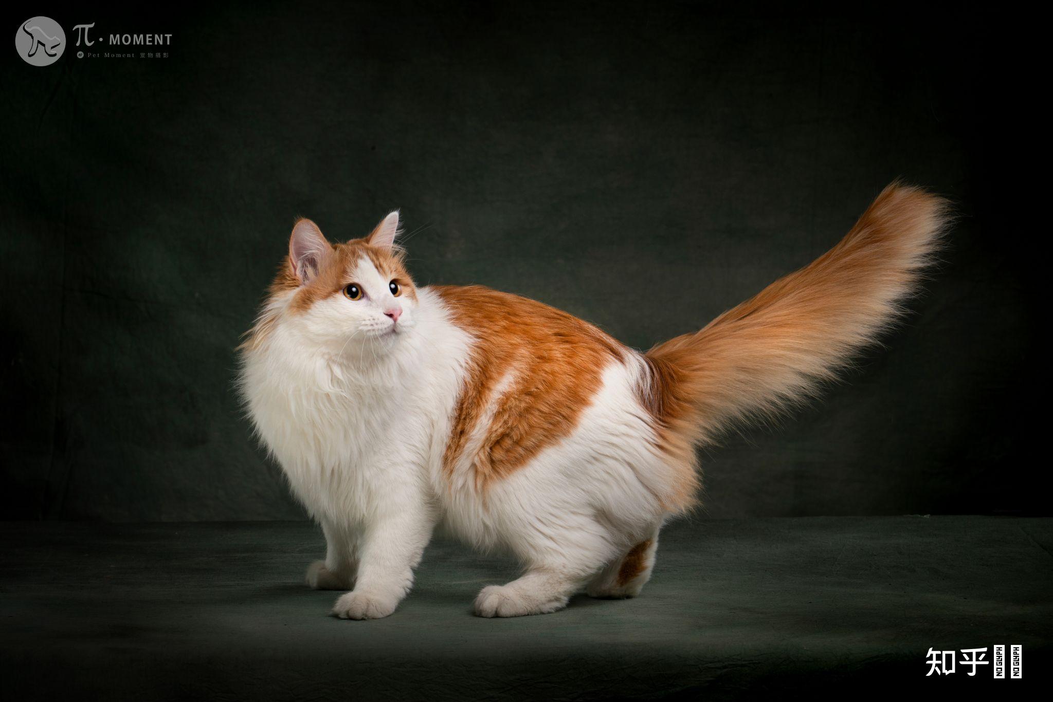 可以看看你们的长毛橘猫吗