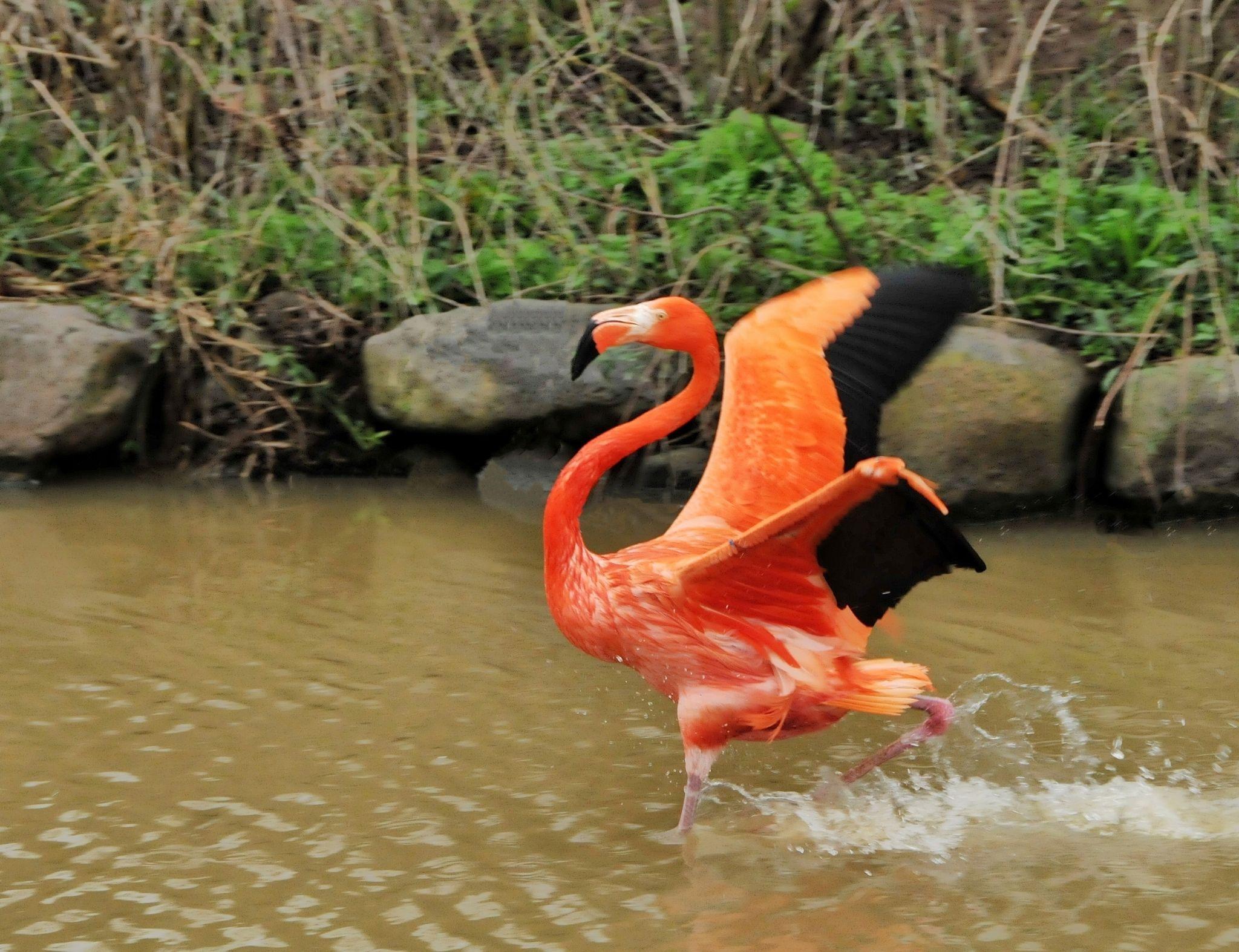 火烈鸟展翅 - 知乎