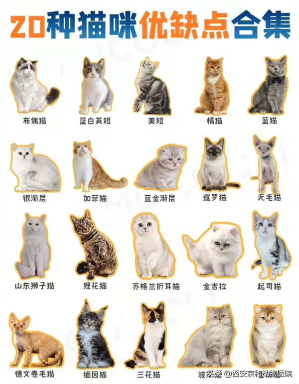 20种常见猫优缺点大合集｜选猫看这篇就够了 - 知乎