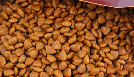 狗粮吗?狗可以吃猫粮吗?猫吃狗粮会怎么样?