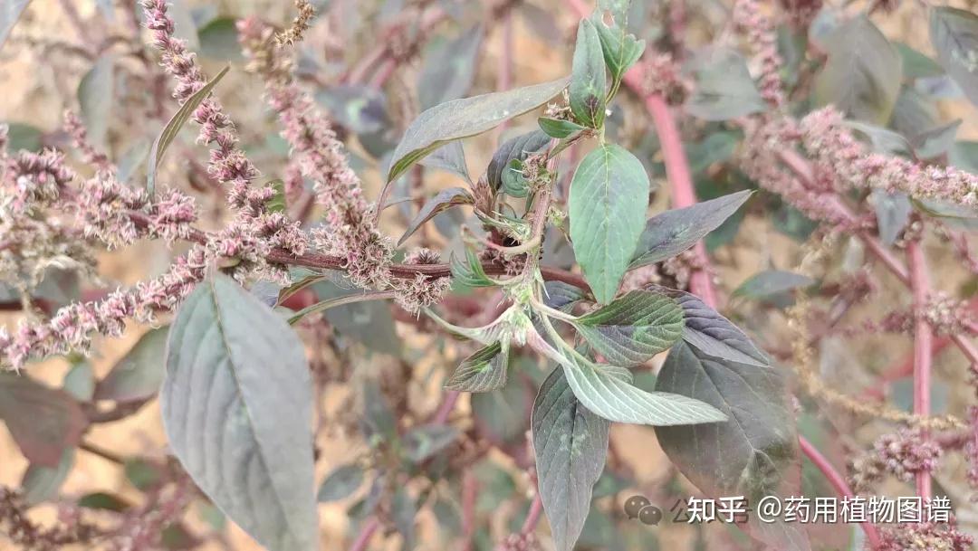 药用植物58(刺苋) - 知乎