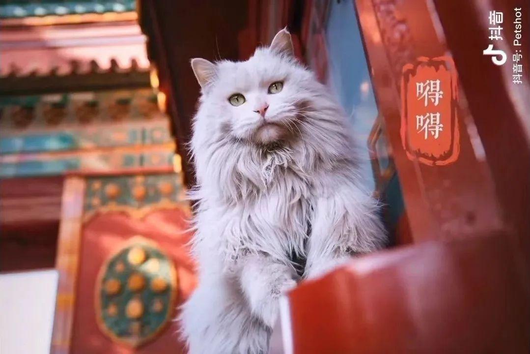 故宫当红御猫竟是恶霸网友猫设崩塌也爱你