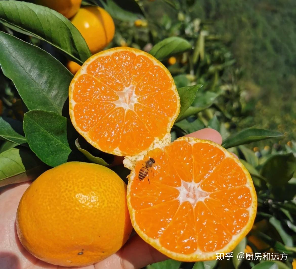南橘子 橘子的种类，你们是用橘还是用桔- 知乎