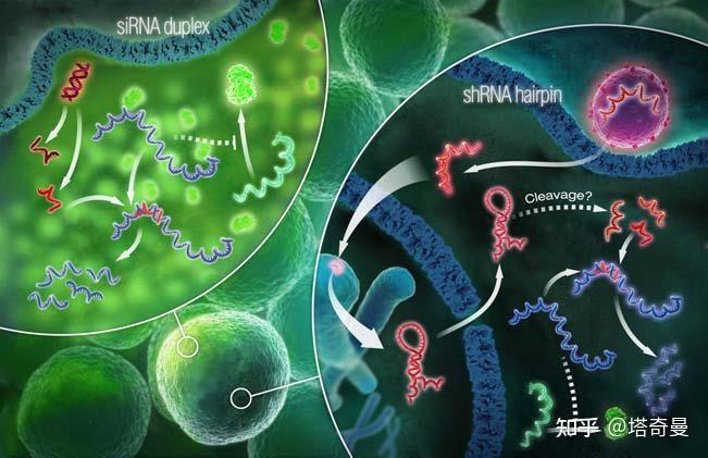 RNAi、miRNA及siRNA的区别和联系 - 知乎