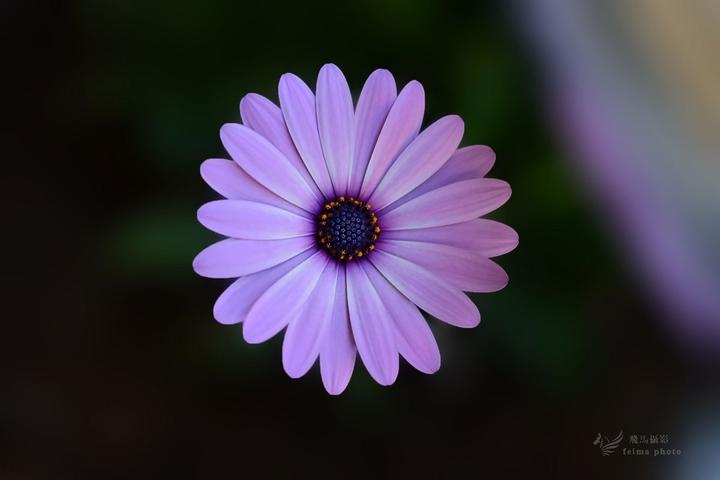 轻松拍摄黑色背景的花卉照片 知乎 轻松拍摄黑色背景的花卉照片 知乎