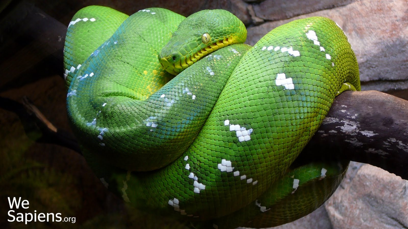 著名的翡翠树蚺,也不过2米出头亚马逊区域的亚种,背部有一条明显的白