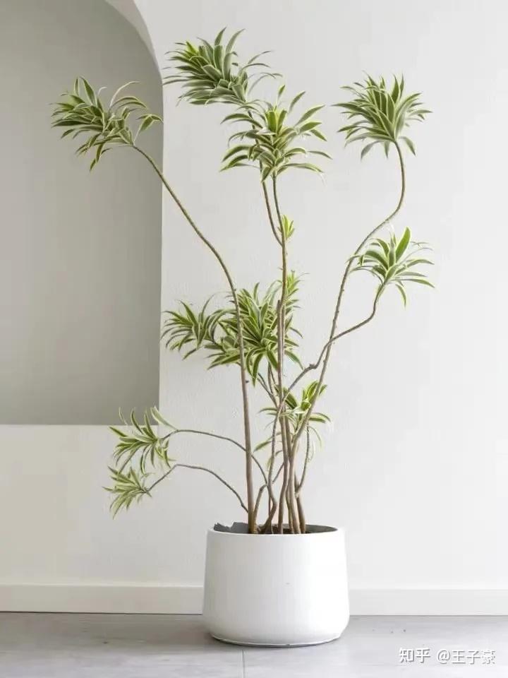 极简风格适合摆放那些绿植