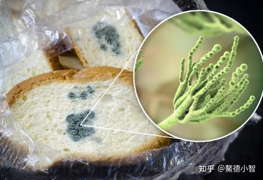食物霉变是怎么产生的?该如何预防呢?这些很容易被忽略 - 知乎