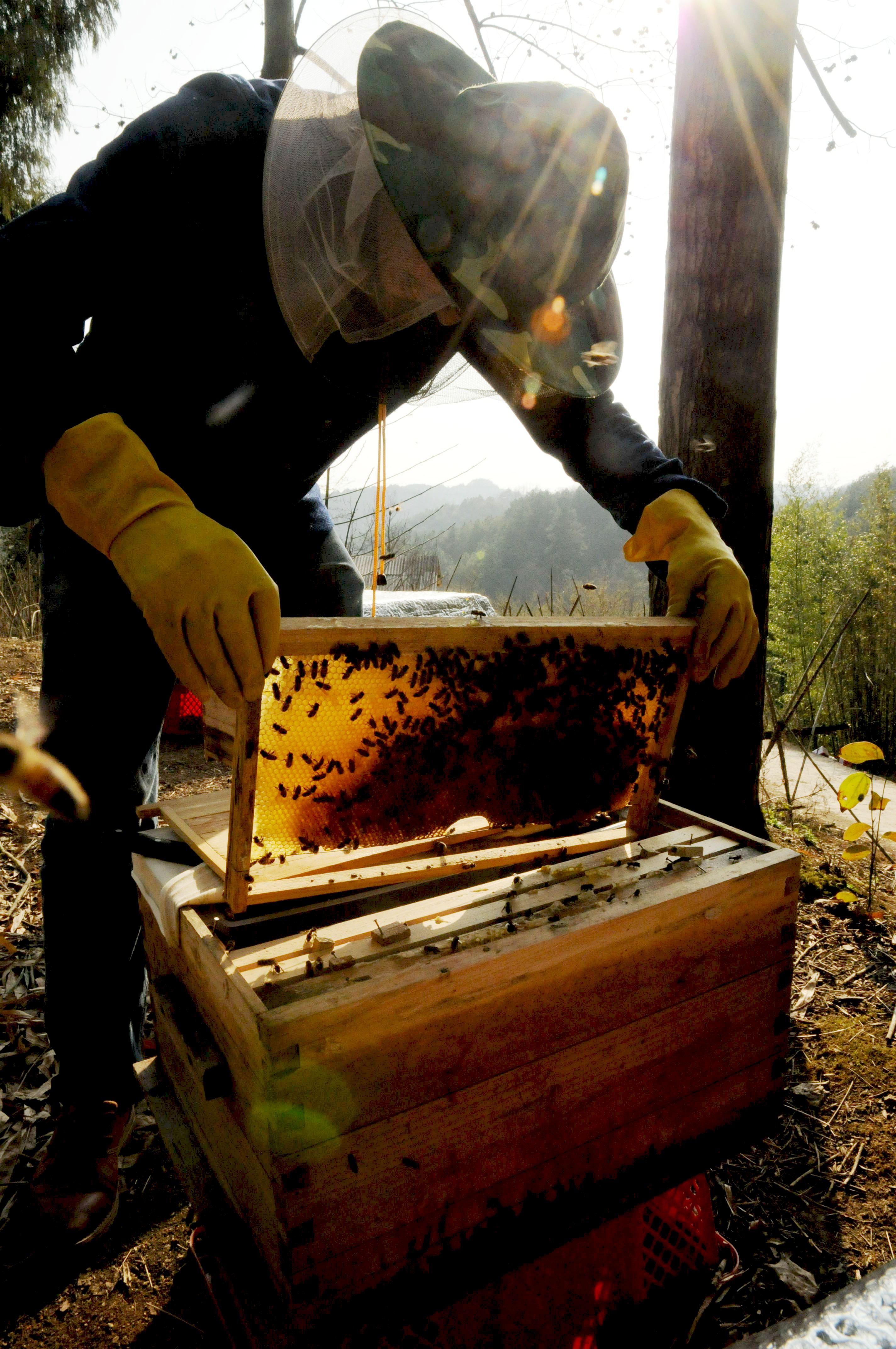 蜂蜜产量过低,蜂王浆,花粉,蜂胶等极难人工采集;野性难驯容易分群逃跑