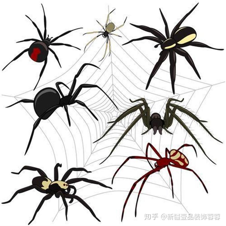 所以人们给蜘蛛起了很多吉祥的名字,如蟢子,喜田,亲客等.