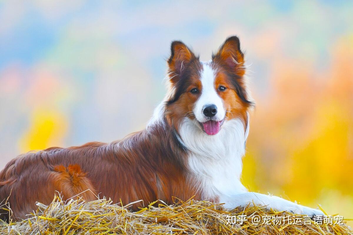 一只迷你美国牧羊犬从成都专车托运到长沙的案例分享~ - 知乎