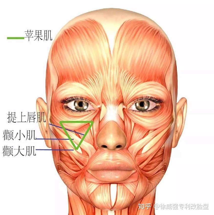 颧骨与苹果肌的区别 - 知乎